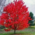 Sourwood Tree Seedlings - 1 Gallon - Native Variety - Oxydendrum arboreum