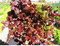 Red Salad Bowl Loose Leaf Lettuce Seeds - Heirloom, Fresh, Beautiful - 600 to 8,000 Seeds, Ideal for Home Gardens