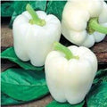 White Bell Pepper Seeds - 30+ Heirloom Organic Non-GMO Fresh - Rare Variety - Capsicum annuum