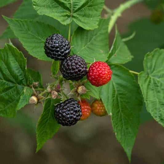 Black Raspberry Plant - Live Rooted Starter - Black Delicious Variety - Rubus occidentalis - Zones 5-9 - Medium Berry - Self-Pollinating
