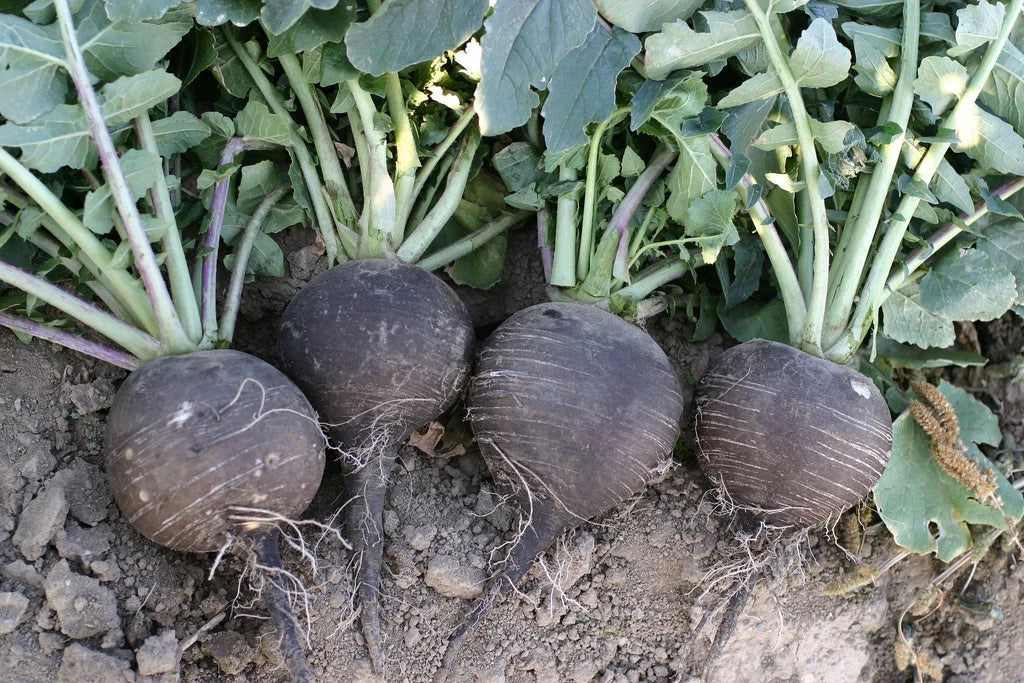 Black Spanish Radish Seeds - 320 Count - Giant 3-4" - Raphanus sativus - GroCo