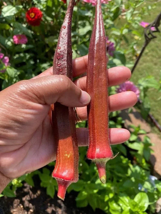 25+ Red Burgundy Okra Seeds - Non-GMO Heirloom Variety - Fresh Organic Seeds for Planting (Abelmoschus esculentus)