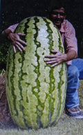 Bulk 50 Seeds Competition Watermelon Cross Hybrid Medicinal (Citrullus lanatus)