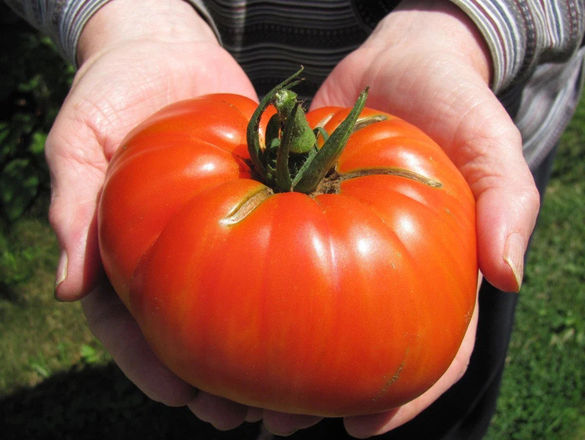 Goliath Hybrid Tomato Seeds - Bulk 100 Count Packet - Bright Red - Heirloom Variety (Solanum lycopersicum)