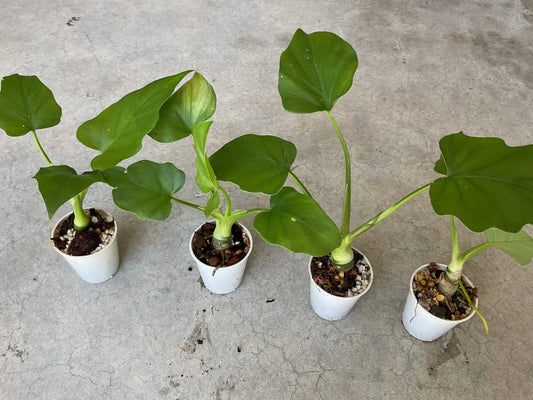 Philodendron warscewiczii Aroid Houseplant in 1.5” Pot - Tropical Green Foliage, Indoor Plant, Easy Care