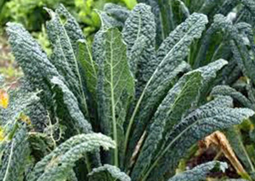 Kale Seeds, 100 Non-GMO Seeds, Premier Variety, Ideal for Salads and Cooking, Brassica oleracea