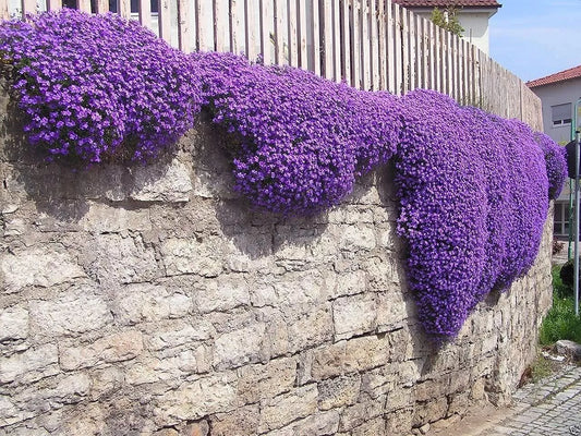 Aubrieta Seeds - 100 Cascade Purple Flower Seeds, Rock Cress, Perennial, Ground Cover