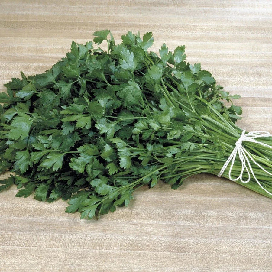 Italian Plain Leaf Parsley Seeds - Heirloom, Fragrant, Healthy Herb - Petroselinum crispum - 300-5000 Seeds