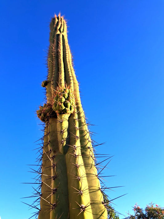 Cereus Werdemannianus Cactus Plant 25in Tall, Unique Tall Columnar Cactus, Indoor/Outdoor, Great for Succulent Gardens