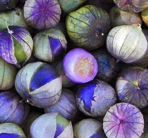 Purple Coban Tomatillo Seeds - 100 Exotic Seeds - Physalis ixocarpa - Unique Gardening Variety for Home Growers