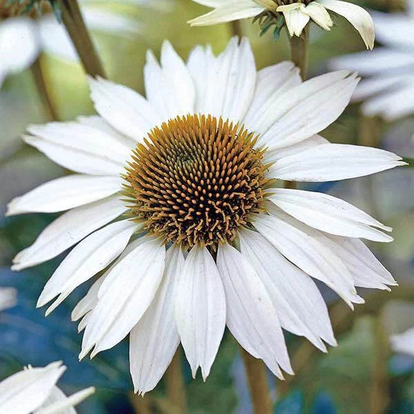 White Swan Coneflower Seeds | 25-400 Seeds | Non-GMO Echinacea purpurea | Perennial Flower Seeds