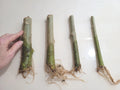 Rooted 7" Angel Trumpet Cuttings - Brugmansia - Choose Yellow, Pink, or White Flowers