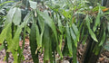 Rhipsalis Ramulosa Cuttings - 4 Leaf Mistletoe Cactus - Pseudorhipsalis Kimnachia - Indoor Succulent Plant