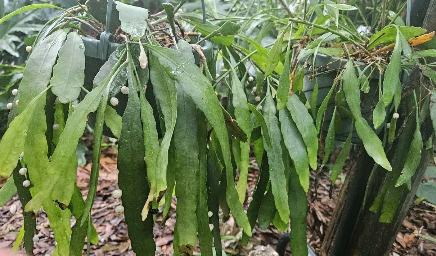 Rhipsalis Ramulosa Cuttings - 4 Leaf Mistletoe Cactus - Pseudorhipsalis Kimnachia - Indoor Succulent Plant