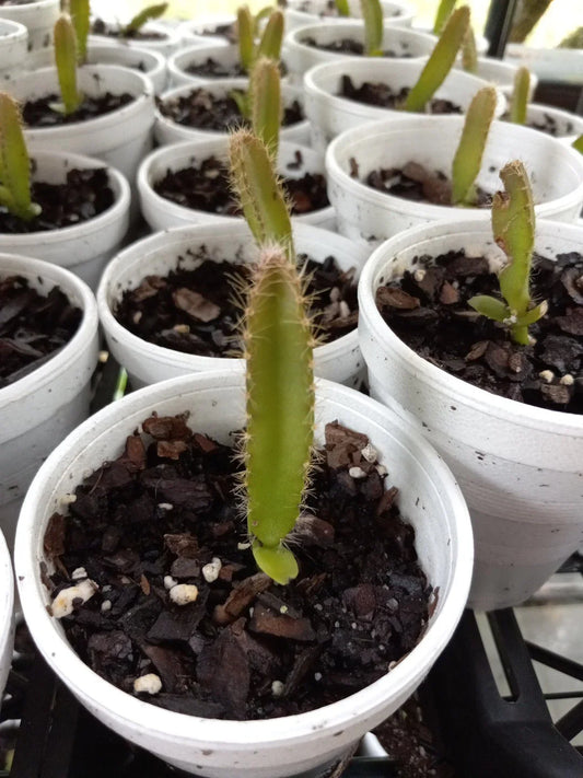 4 Rooted Dragon Fruit Seedlings, Red & Yellow Mix, Hylocereus undatus, Bare Roots, 3"-5" Tall, 2-Year-Old Plants