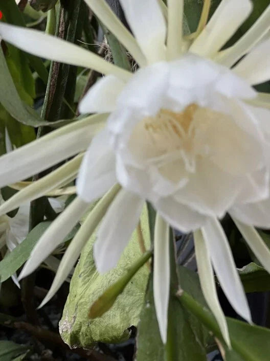 Queen of the Night Cuttings - 6 Epiphyllum Orchid White Blooms - Rare Indoor Plant Cuttings for Home Decor