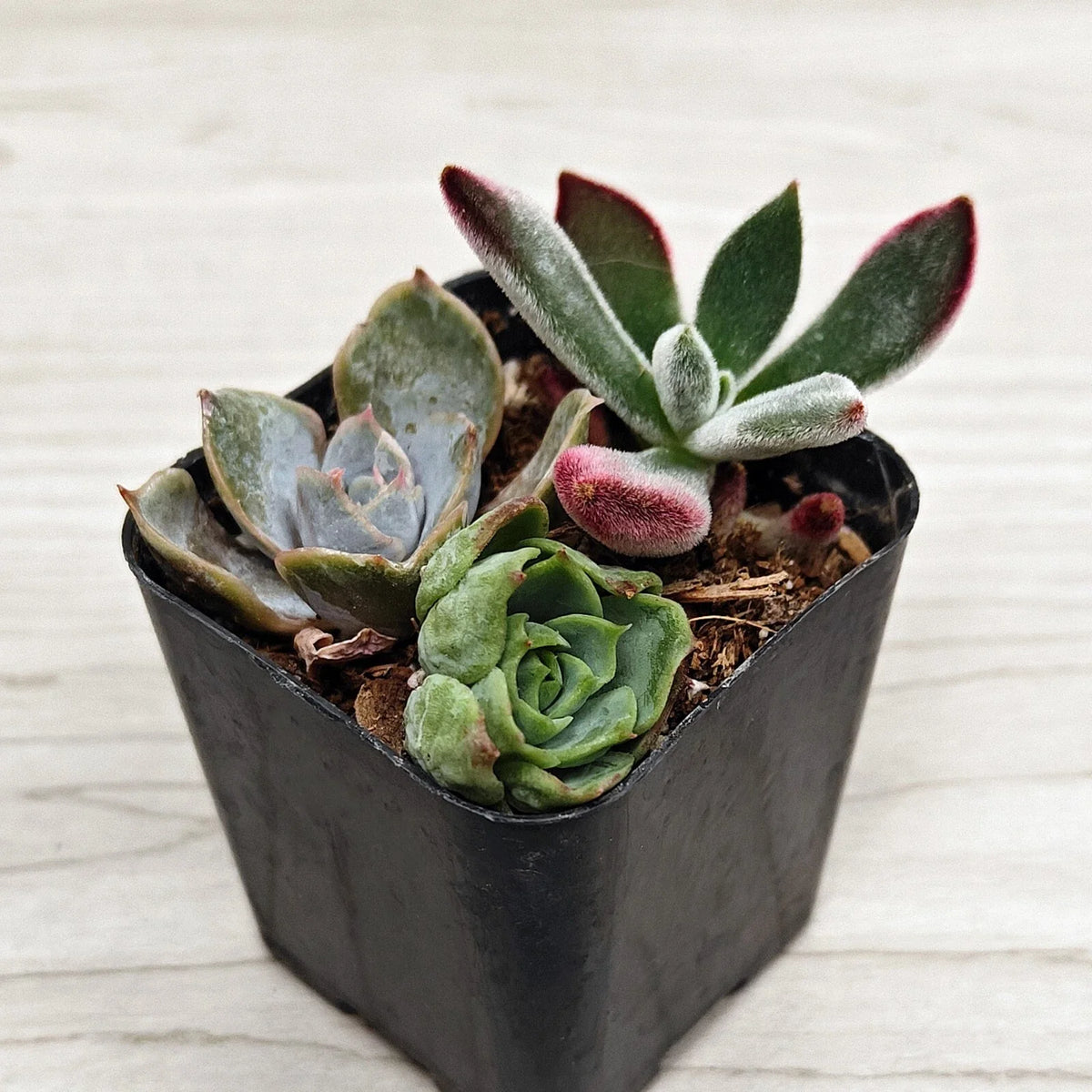 Succulent Live Plant Mix - 2" Pot - Multi Variety Succulents - Ideal for Full Sun - Perfect for Zone 10 Gardening