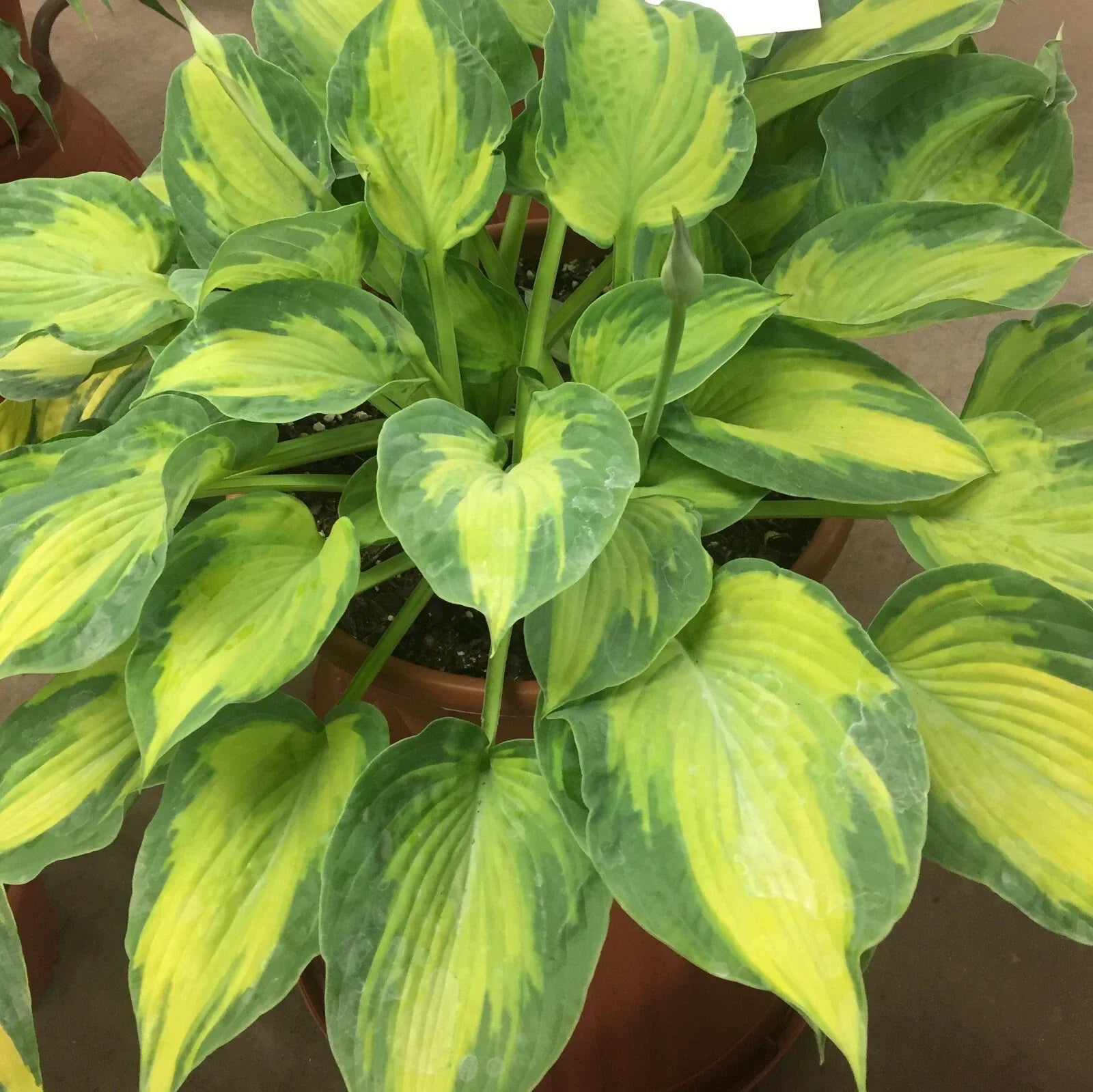 Hosta Sister Act Perennial Plant in 5.25" Pot - Colorful Shade Variety (Hosta 'Sister Act')