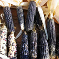 Hopi Blue Corn Seeds - 60 Heirloom Non-GMO Seeds - Zea mays subsp. mays - USA Seller