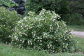 Buttonbush Live Plants 16+ Inches Set of 2 - Cephalanthus occidentalis Native Shrubs