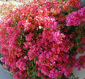 Bougainvillea Starter Plant - Small Well Rooted - Barbara Karst Variety - Very Rare, Hard to Find