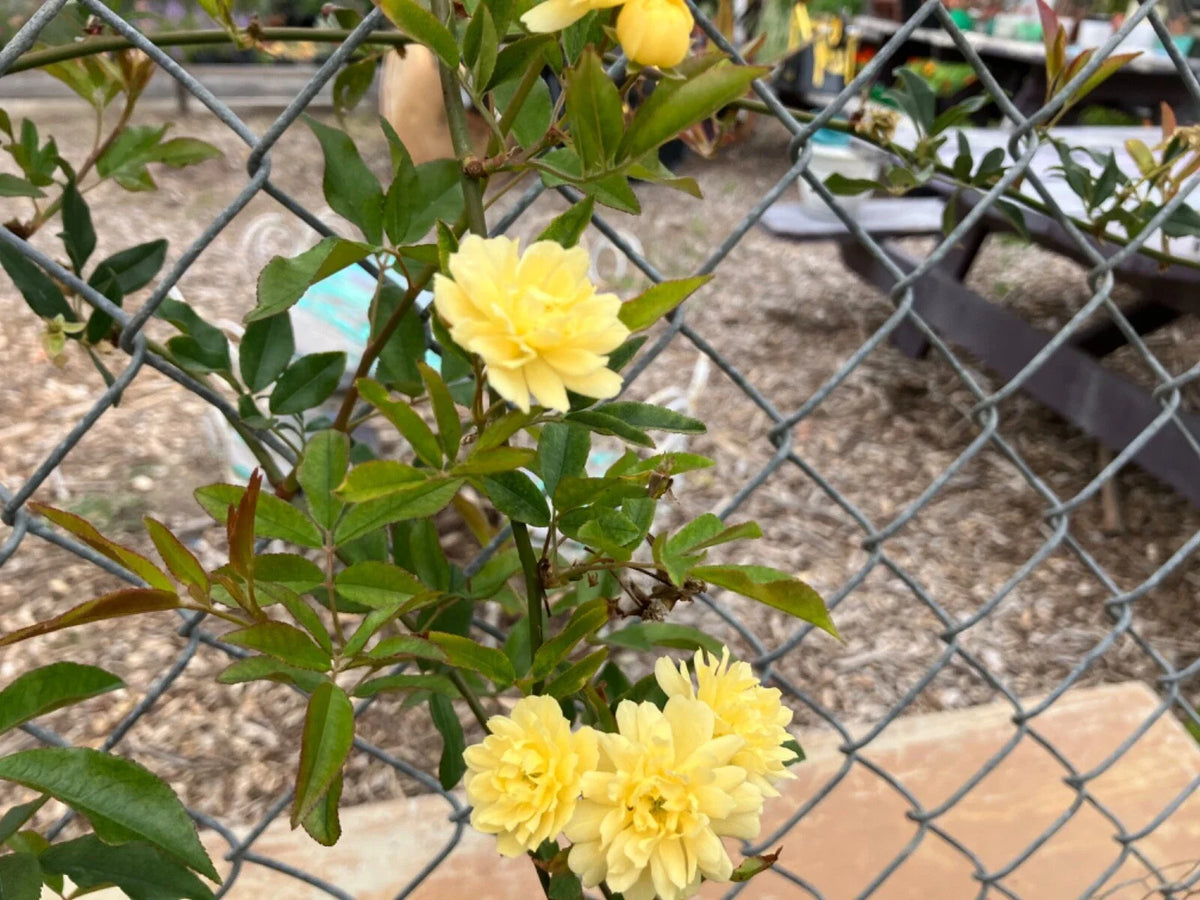 Yellow Lady Banks Climbing Rose Cuttings (4) Thornless | Rosa banksiae 'Lutea'