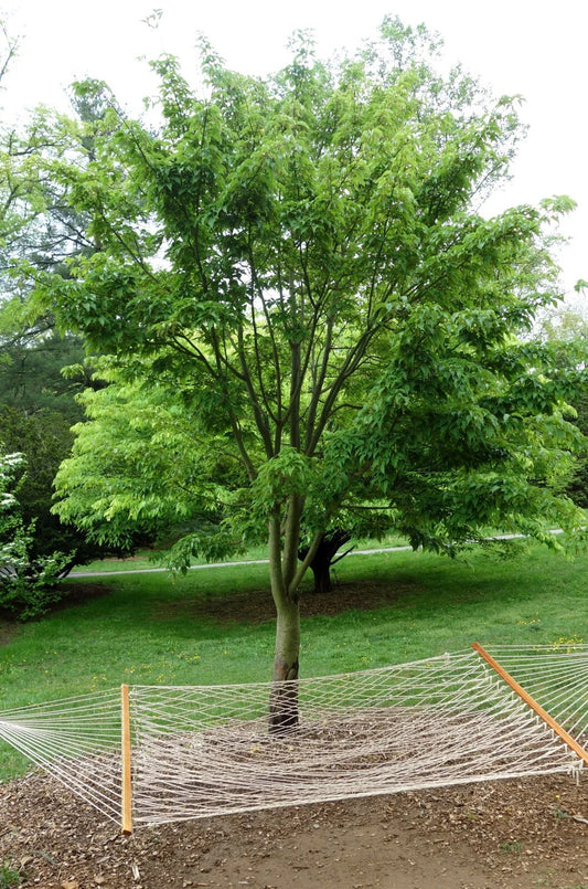 50+ David's Maple Seeds - Acer davidii - Rare Tree Seeds for Planting, Native to China, Hardy & Fast-Growing