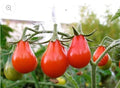 Red Pear Tomato Seeds - 100 Non-GMO Heirloom Seeds - Flavorful Variety - Perfect for Home Gardening