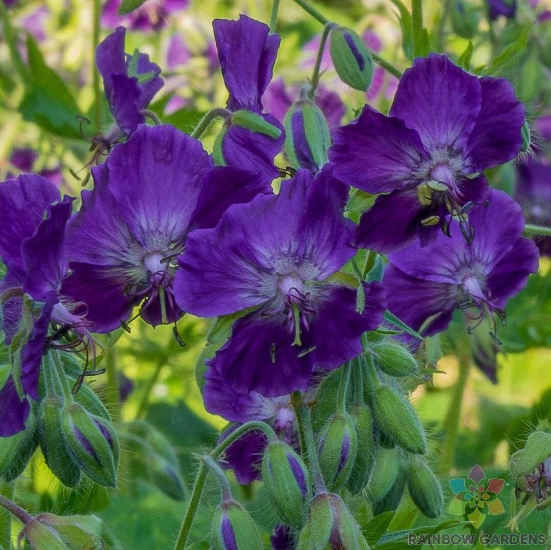 25+ Lily Lovell Geranium Seeds for Garden Planting - Pelargonium 'Lily Lovell' - USA