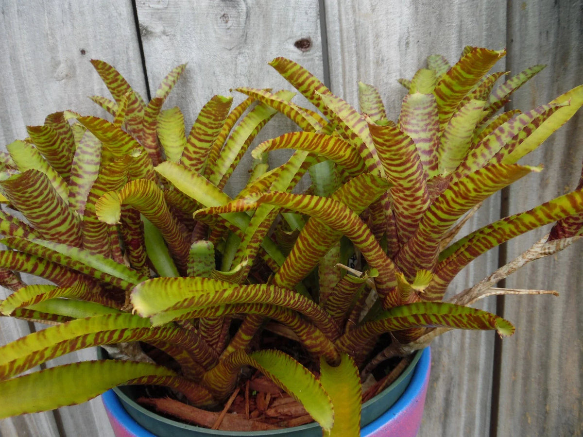 Neoregelia WILD TIGER X ZONATA Bromeliad Plant - Mini Tropical Plant, Vibrant Color, Unique Variety