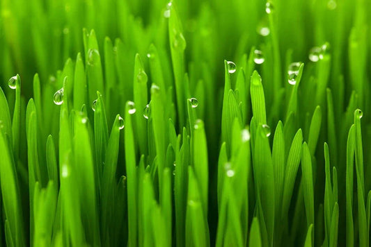Cat Grass Seeds - 5 Pounds - Nutritional Treat for Cats - Dactylis glomerata