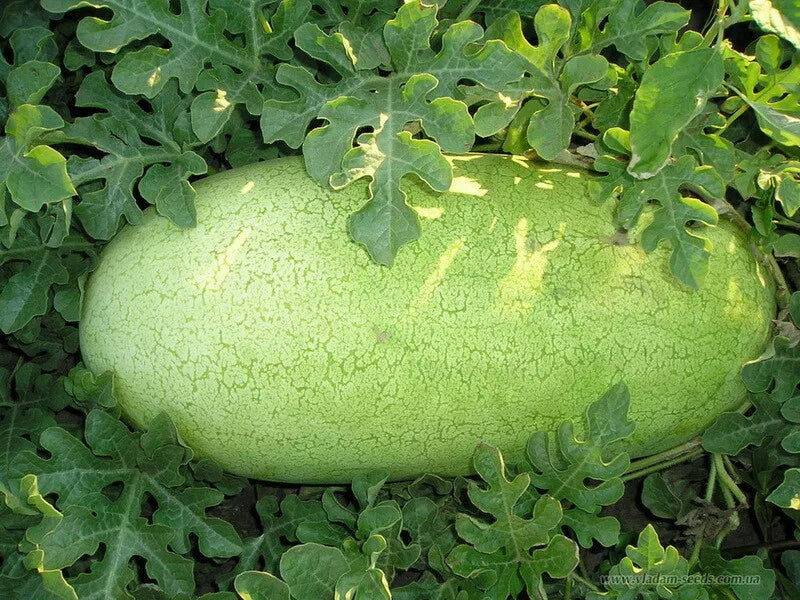 Watermelon Seeds 20 Ct Charleston Grey Non-GMO Citrullus lanatus Free Shipping US Seller