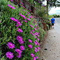 20 Ice Plant Seeds - Delosperma Cooperi - Hardy Ground Cover with Daisy Flowers - Easy to Grow Garden Seeds