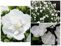 Heirloom White Chiffon Double Rose of Sharon Hibiscus Seeds - 30+ Seeds, Hardy Perennial, Flowering Plant
