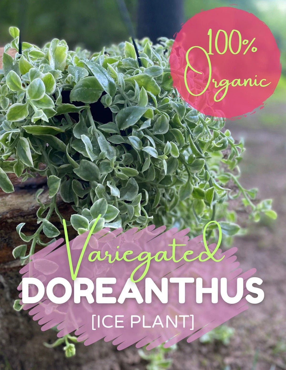 Variegated Ice Plant Cutting - Live Rooted Organic Dorotheanthus - Free Shipping