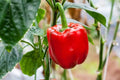 Sweet Red Girl Bell Pepper Seeds, 100 Seeds, Capsicum annuum, Non-GMO, Heirloom Variety, Home Garden, Vegetable Gardening
