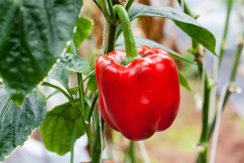 Sweet Red Girl Bell Pepper Seeds, 100 Seeds, Capsicum annuum, Non-GMO, Heirloom Variety, Home Garden, Vegetable Gardening