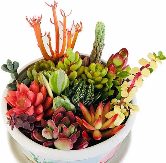 10 Assorted Succulent Cuttings for Terrariums - Mini Fairy Garden - Unique Varieties - Fresh Clippings for DIY Projects