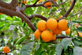 California Navel Orange Tree Scions – 5 Unrooted Citrus sinensis Cuttings 6–8 Inch for Rooting or Grafting