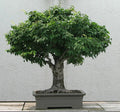 Japanese Zelkova Seeds, 30 Pack, Zelkova serrata, Ornamental Tree, Drought-Resistant, Shade Tree