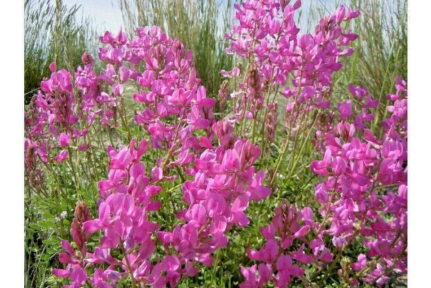 50+ Utah Northern Sweetvetch Seeds | Native Wildflower, Drought-Tolerant, Heat & Cold Resistant, Poor Soils Adaptable