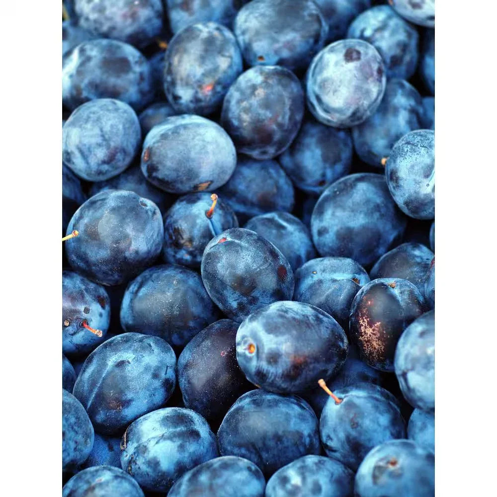 Dwarf Italian Plum Tree - Bare Root - Prunus domestica - Free Shipping