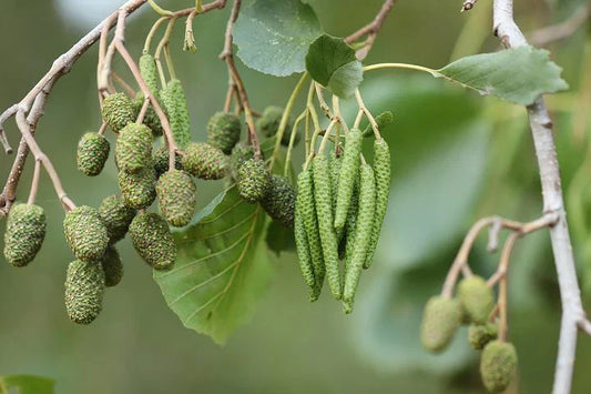 Black Alder Tree Seeds - 50 Pack, Alnus Glutinosa, Native Tree Seeds for Planting, Eco-Friendly Gardening Supplies
