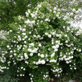 Viburnum opulus Roseum Plugs - 5 Rooted Cuttings - High-Quality Flowering Shrubs for Garden Landscaping