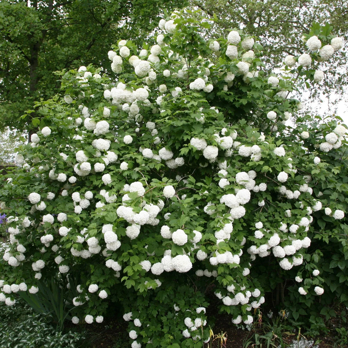 Viburnum opulus Roseum Plugs - 5 Rooted Cuttings - High-Quality Flowering Shrubs for Garden Landscaping