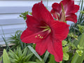 Red Giant Amaryllis Seeds - 30+ Seeds - Hippeastrum - Beautiful Red Blooms - Indoor/Outdoor Planting