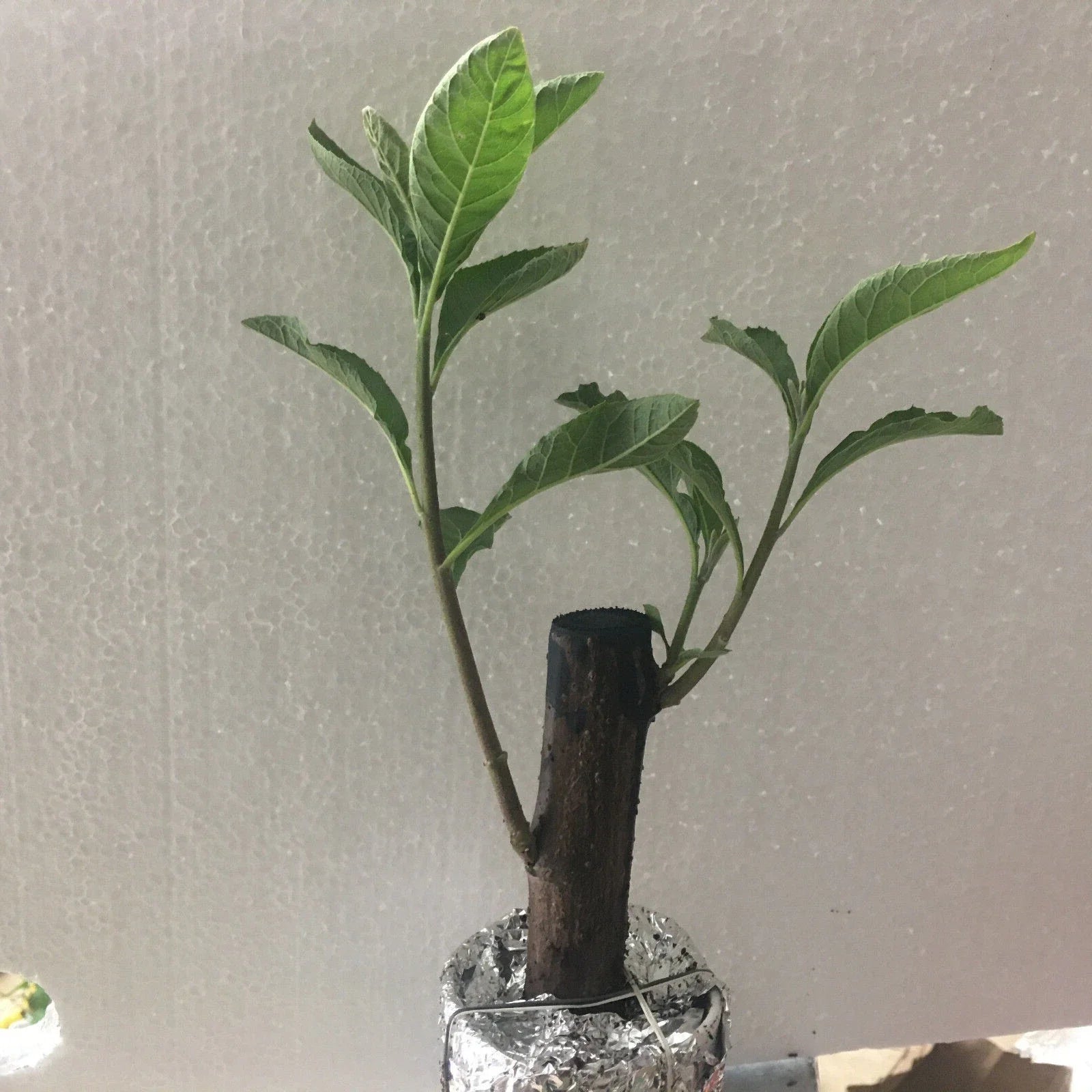 African Bitter Leaf Plant - Live Medical Herb for Diabetes - Vernonia Amygdalin