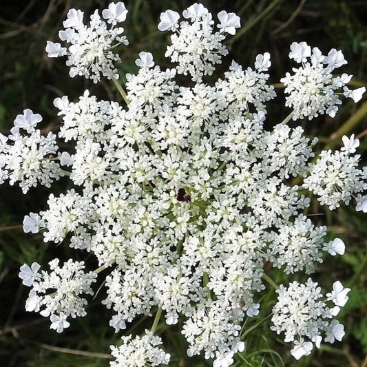 Anise Seeds 1000+ Count Non-GMO Heirloom Herbs for Planting - Pimpinella anisum