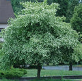 Washington Hawthorn Tree Live Plant Set of 2, 18-24 Inches, Bare Root, Crataegus phaenopyrum, Hardy Zones 5-9