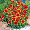 Indian Blanket Flower Seeds - 200+ Count - Annual Native Wildflower - Gaillardia pulchella - Drought & Heat Tolerant for Containers